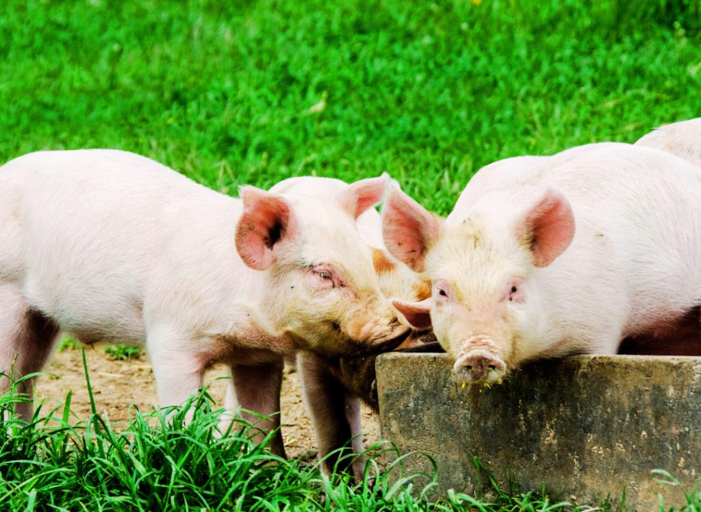 Photo of pigs vaccinated by Recombine Biotech.