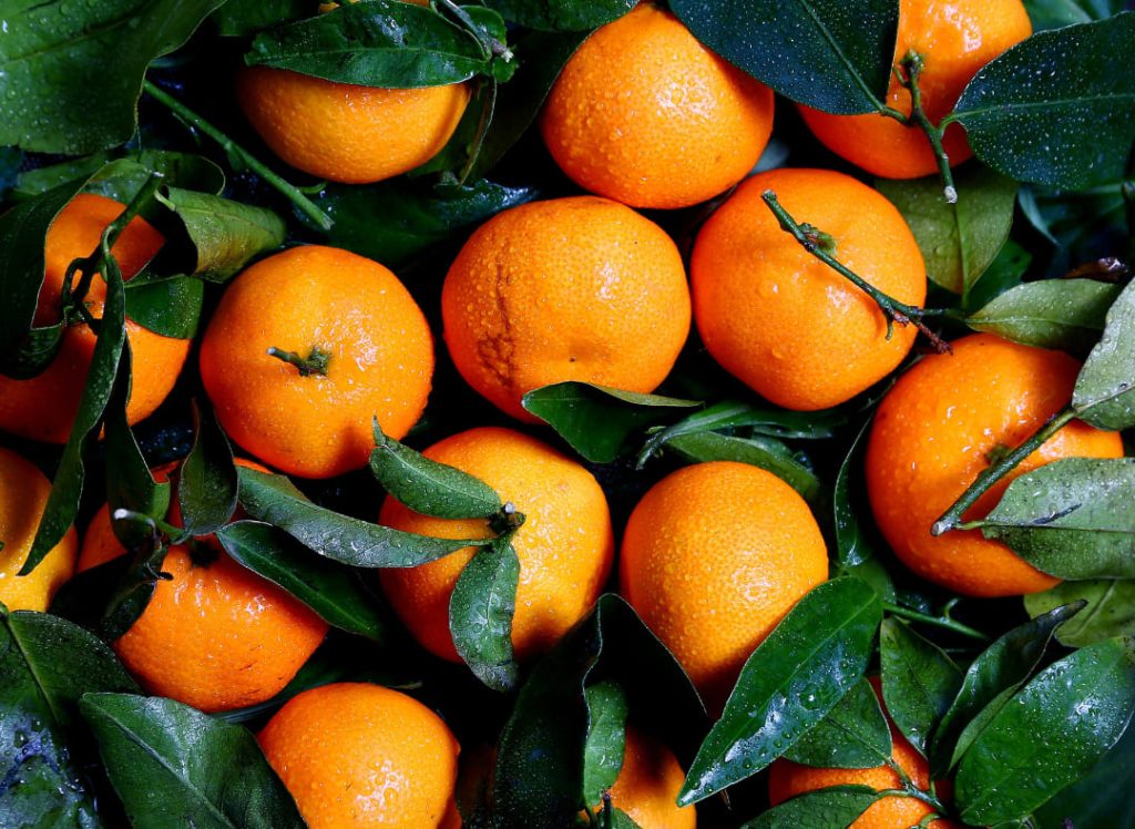 foto com laranjas geneticamente modificadas pela Recombine Biotech